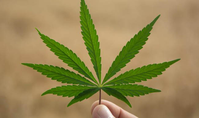 Image of Marijuana