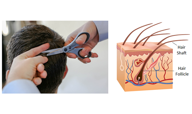 hair drug test collection with hair follicle diagram