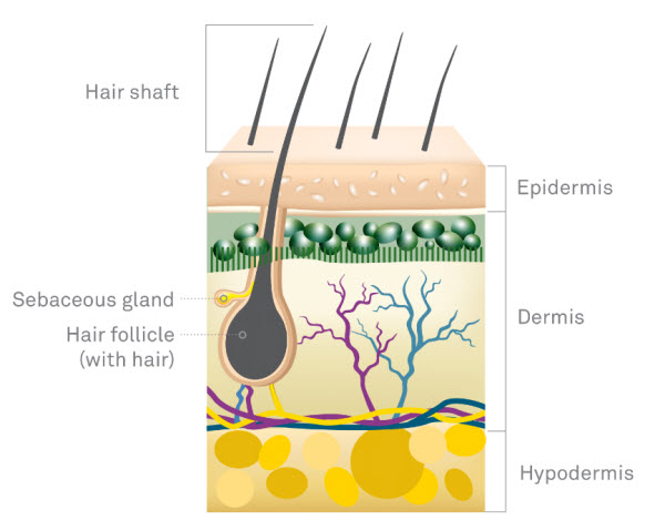 Hair Follicle Drug Test  USA Mobile Drug Testing