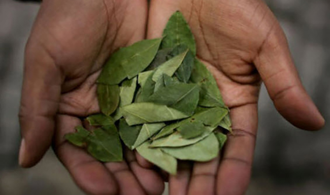 coca leaves