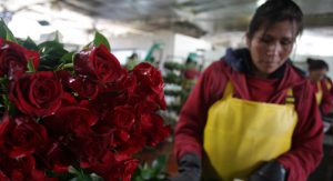 red roses at a floral market