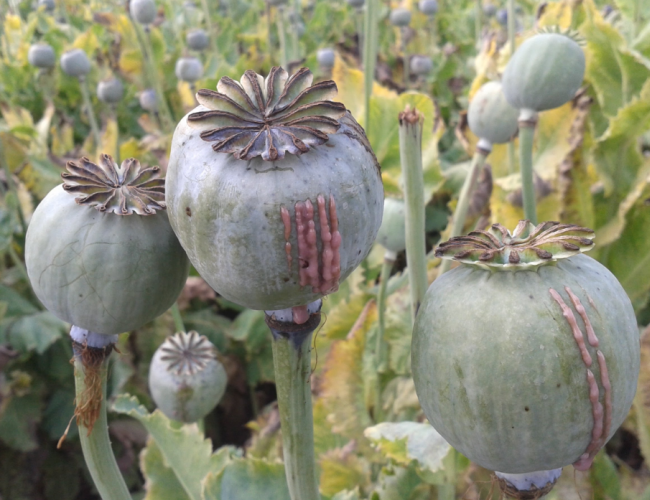 Poppy seed plants in a field