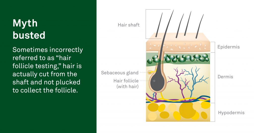 Myth busted about hair follicle drug test