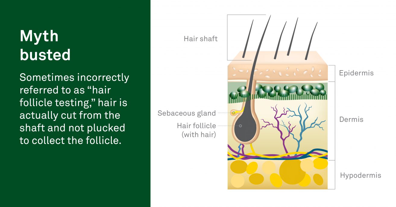 Ask the experts Hair testing vs. hair follicle testing Quest Diagnostics
